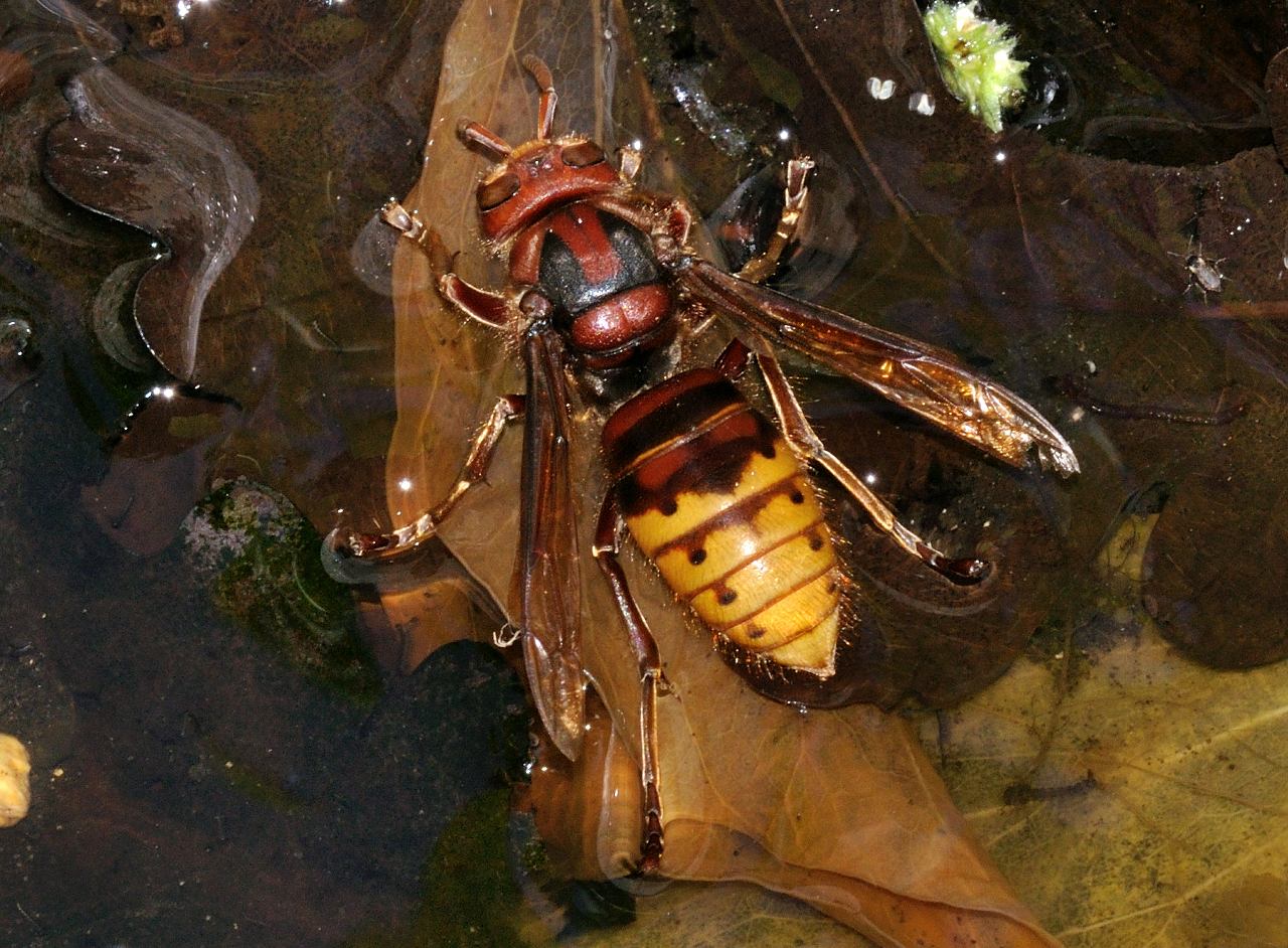 Vespa crabro